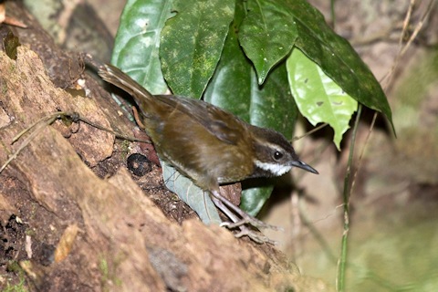 Fernwren (Oreoscopus gutturalis)